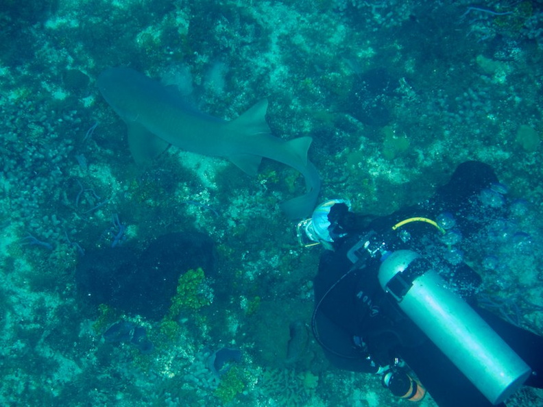 Diver with Nurse Shark IMG_9292.jpg